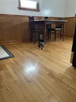 Shadow, a male Shiba Inu for sale in Grabill, IN – Photo 3 of 3