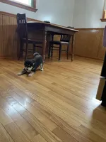 Shadow, a male Shiba Inu for sale in Grabill, IN – Photo 1 of 3