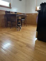 Shadow, a male Shiba Inu for sale in Grabill, IN – Photo 2 of 3