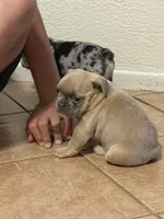 Mickey, a male French Bulldog for sale in Hobbs, NM – 2 of 4