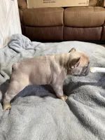 Mickey, a male French Bulldog for sale in Hobbs, NM – 4 of 4