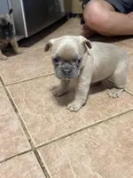Mickey, a male French Bulldog for sale in Hobbs, NM – 1 of 4