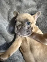 Mickey, a male French Bulldog for sale in Hobbs, NM – 3 of 4
