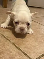 Daisy, a female French Bulldog for sale in Hobbs, NM – 3 of 5