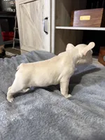 Daisy, a female French Bulldog for sale in Hobbs, NM – 4 of 5