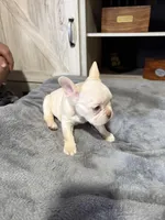 Daisy, a female French Bulldog for sale in Hobbs, NM – 5 of 5