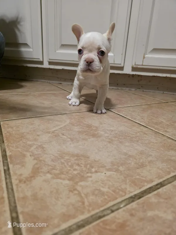 Daisy – French Bulldog puppy for sale in Hobbs, NM
