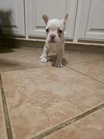 Daisy, a female French Bulldog for sale in Hobbs, NM – 1 of 5