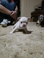 Daisy, a female French Bulldog for sale in Hobbs, NM – 2 of 5