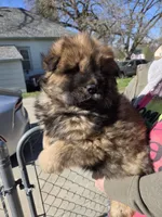 AKC Cinnamon, a male Chow Chow for sale in South Dakota, SD – 3 of 4