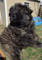 Brindle 2, a female Chow Chow for sale in South Dakota, SD – 2 of 4