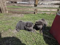 AKC Tan Point Blue Brindle , a female Chow Chow for sale in South Dakota, SD – 4 of 4