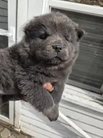 AKC Tan Point Blue Brindle , a female Chow Chow for sale in South Dakota, SD – 3 of 4
