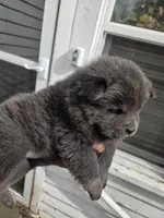 AKC Tan Point Blue Brindle , a female Chow Chow for sale in South Dakota, SD – 2 of 4