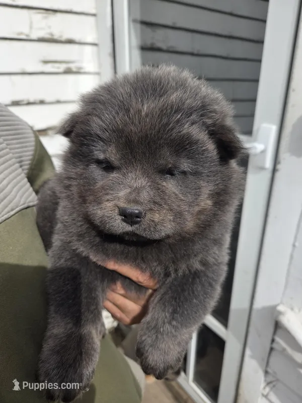 AKC Tan Point Blue Brindle  – Chow Chow puppy for sale in South Dakota, SD