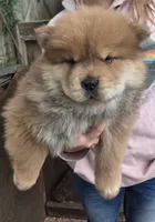 Cute 2, a male Chow Chow for sale in South Dakota, SD – 2 of 3