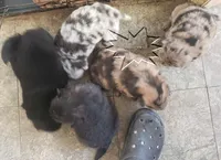 merle females, a female Chow Chow for sale in South Dakota, SD – Photo 1 of 10