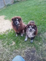 merle females, a female Chow Chow for sale in South Dakota, SD – Photo 10 of 10