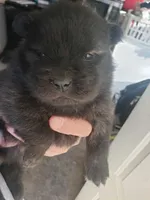 merle females, a female Chow Chow for sale in South Dakota, SD – Photo 8 of 10