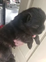 merle females, a female Chow Chow for sale in South Dakota, SD – Photo 9 of 10