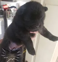 merle females, a female Chow Chow for sale in South Dakota, SD – Photo 3 of 10