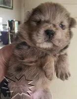 merle females, a female Chow Chow for sale in South Dakota, SD – Photo 7 of 10