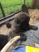Brindle, a male Chow Chow for sale in South Dakota, SD – 2 of 4