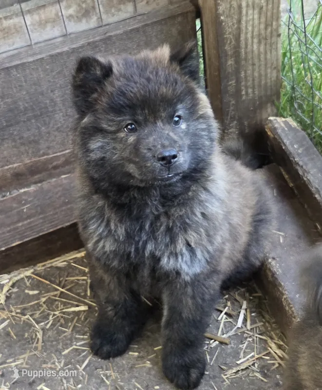 Brindle 2 – Chow Chow puppy for sale in South Dakota, SD