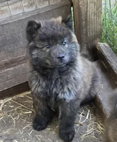 Brindle 2, a male Chow Chow for sale in South Dakota, SD – 1 of 5
