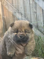 Red, a female Chow Chow for sale in South Dakota, SD – 5 of 5