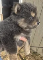 Multi blue, a male Chow Chow for sale in South Dakota, SD – 6 of 6