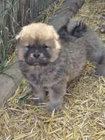 Awesome , a female Chow Chow for sale in South Dakota, SD – 2 of 4