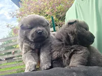 Cinnamon, a male Chow Chow for sale in South Dakota, SD – 2 of 10