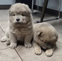AKC Blue Fawn, a male Chow Chow for sale in South Dakota, SD – 4 of 4