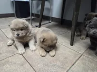 AKC Blue Fawn, a male Chow Chow for sale in South Dakota, SD – 3 of 4