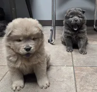 AKC Blue Fawn, a male Chow Chow for sale in South Dakota, SD – 1 of 4
