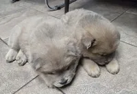 AKC Blue Fawn, a male Chow Chow for sale in South Dakota, SD – 2 of 4