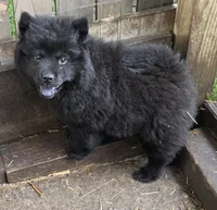 Blacky, a female Chow Chow for sale in South Dakota, SD – 4 of 4