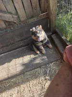 Blue n tan, a female Chow Chow for sale in South Dakota, SD – 5 of 6