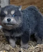Multi blue, a male Chow Chow for sale in South Dakota, SD – 5 of 6
