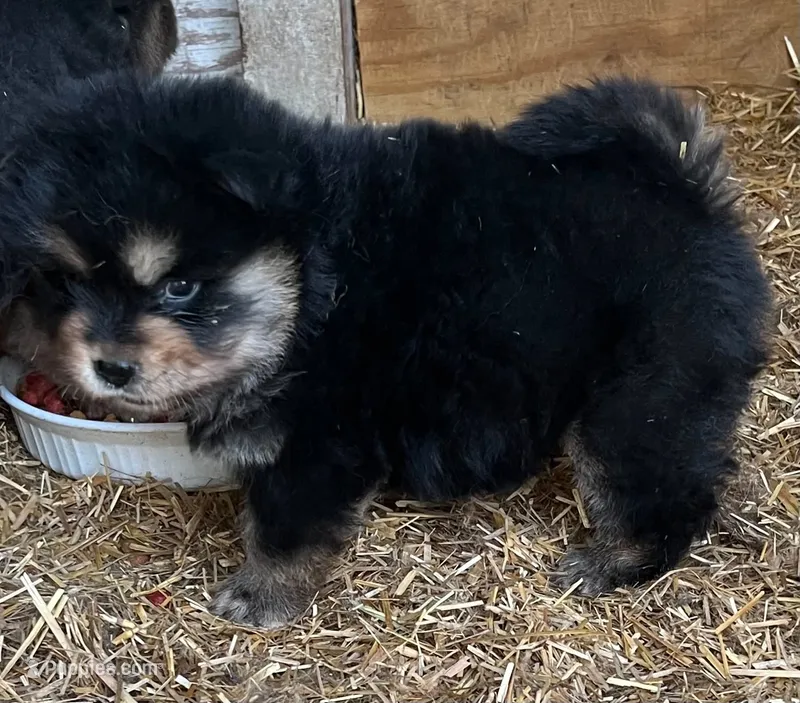 Multi black – Chow Chow puppy for sale in South Dakota, SD