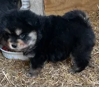 Multi black, a male Chow Chow for sale in South Dakota, SD – 1 of 7