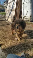 Blue n tan, a female Chow Chow for sale in South Dakota, SD – 6 of 6