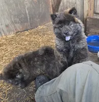Brindle 2, a male Chow Chow for sale in South Dakota, SD – 4 of 5