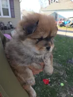 Cutie, a female Chow Chow for sale in South Dakota, SD – Photo 3 of 4