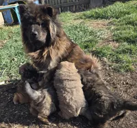 Cutie, a female Chow Chow for sale in South Dakota, SD – Photo 4 of 4