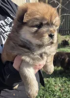 Cutie, a female Chow Chow for sale in South Dakota, SD – Photo 1 of 4