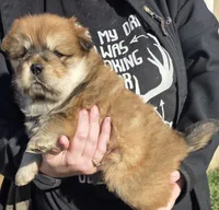 Cutie, a female Chow Chow for sale in South Dakota, SD – Photo 2 of 4