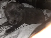 Blue, a male Chow Chow for sale in South Dakota, SD – 2 of 3