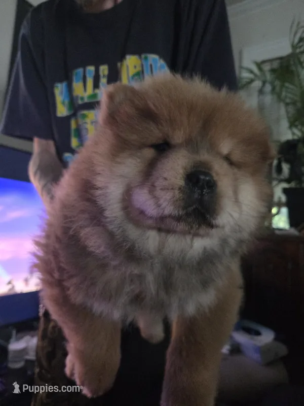 Cute 2 – Chow Chow puppy for sale in South Dakota, SD